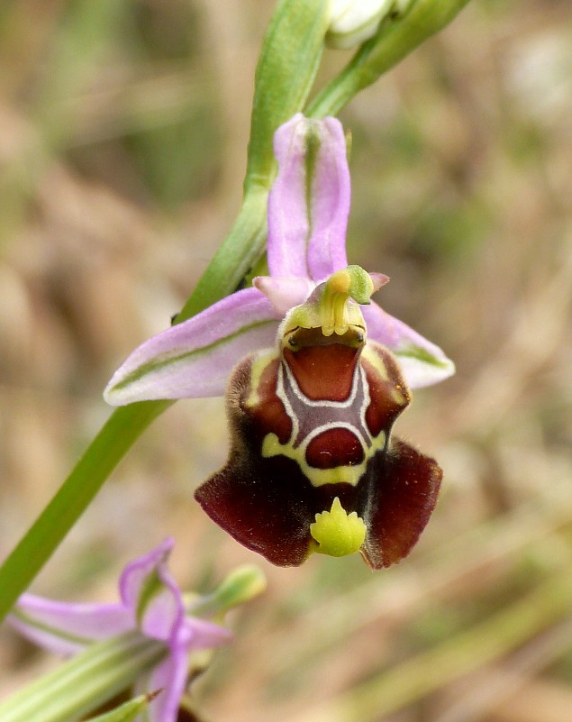 Ophrys cinnabarina (=Ophrys holosericea subsp. paolina) nuova sottos. del Gargano